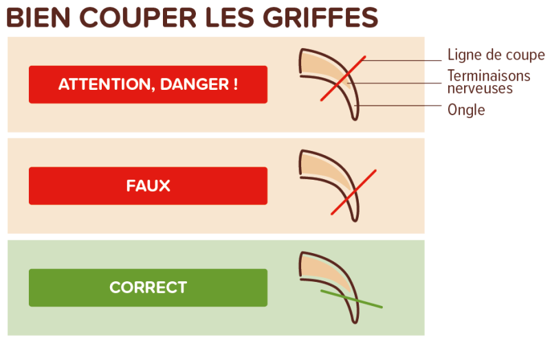 Bien couper les griffes