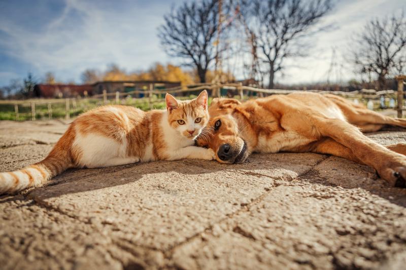 Dog and cat